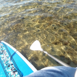 Absurfen_Pepelow_2